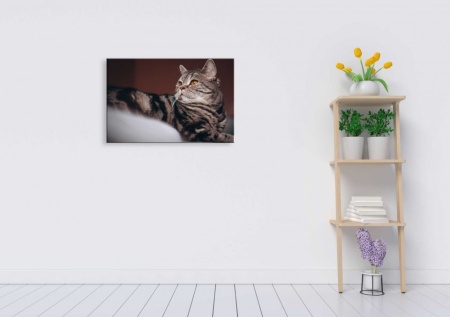 Tablou Canvas animale pisica tarcata