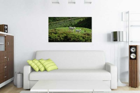 Tablou Canvas Capra de Munte