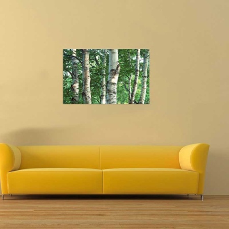 Tablou Canvas Copaci