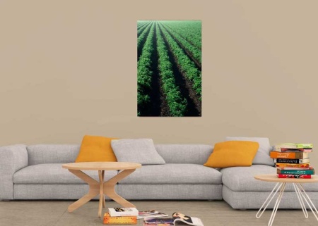 Tablou Canvas Cultura Agricola