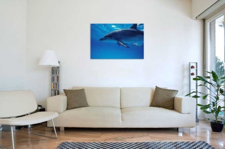 Tablou Canvas Delfin