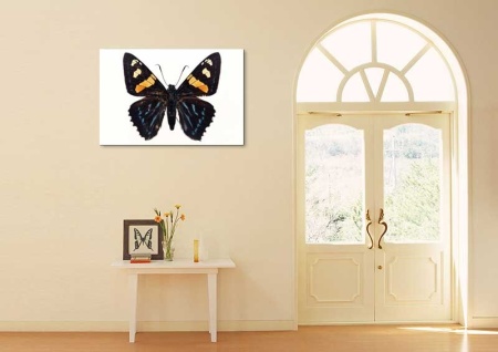 Tablou Canvas Fluturas