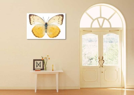 Tablou Canvas Fluturas