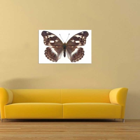 Tablou Canvas Fluturas