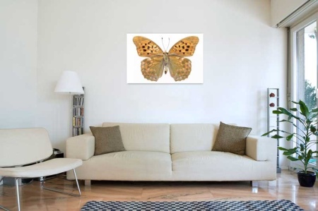 Tablou Canvas Fluturas