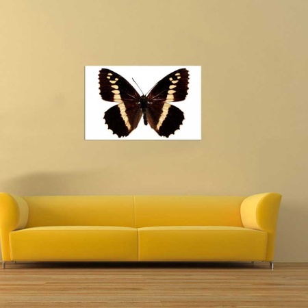 Tablou Canvas Fluturas