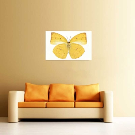 Tablou Canvas Fluturas