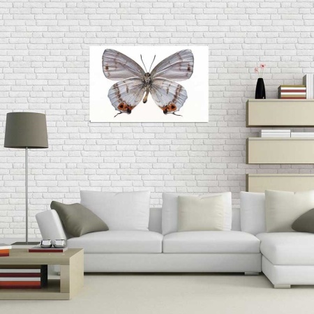 Tablou Canvas Fluturas