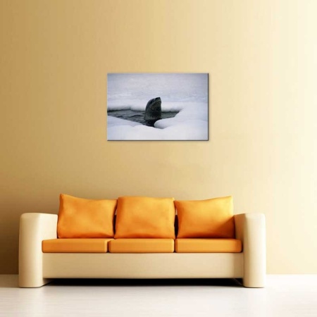 Tablou Canvas Foca