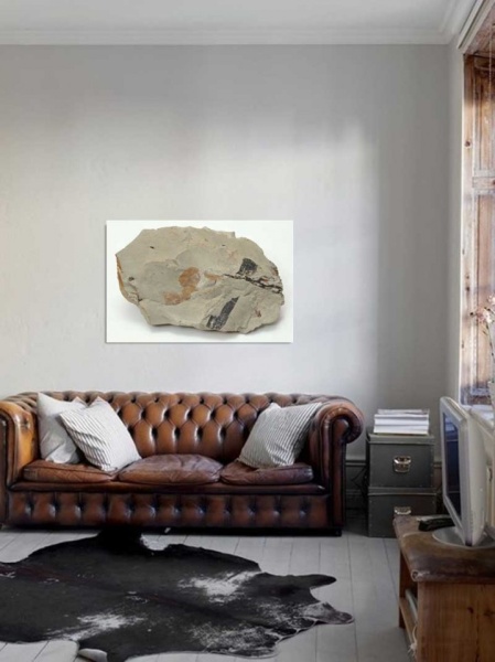 Tablou Canvas Fosila