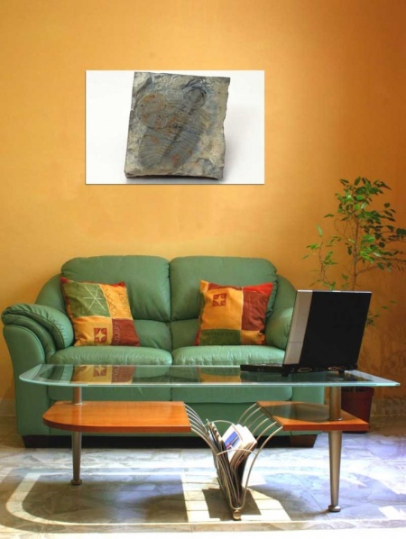 Tablou Canvas Fosila