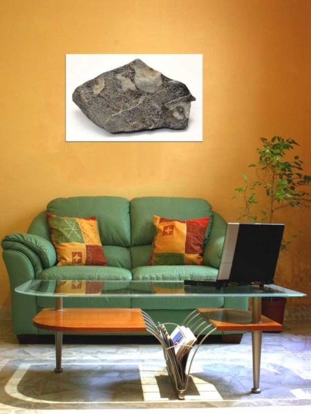 Tablou Canvas Fosila