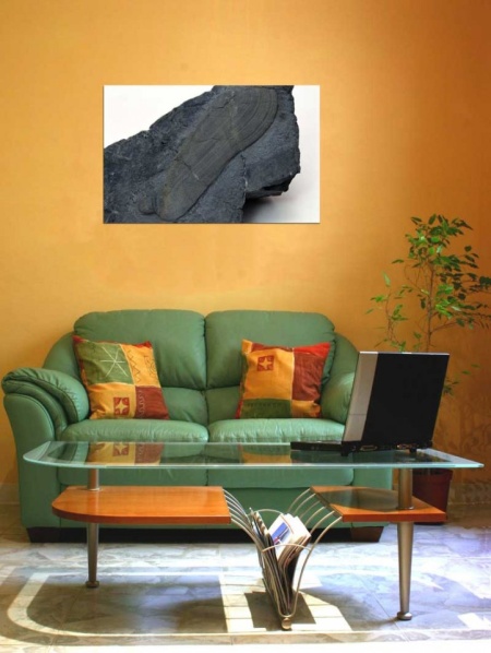 Tablou Canvas Fosila