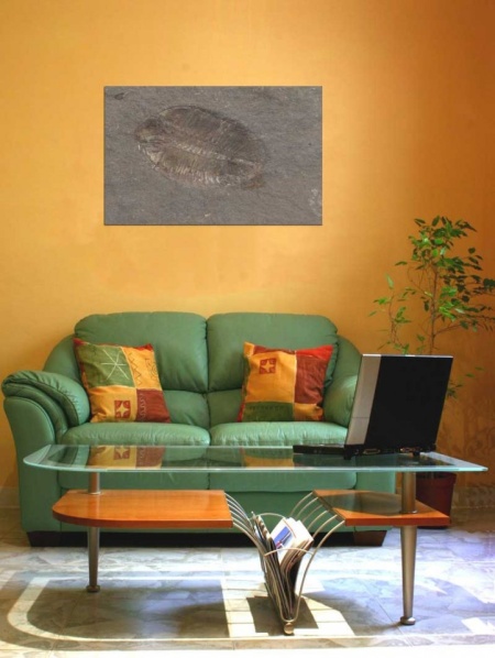Tablou Canvas Fosila