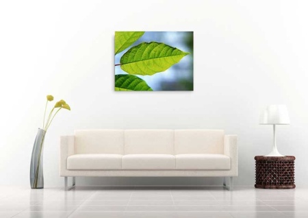 Tablou Canvas Frunza