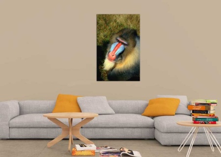 Tablou Canvas Mandril Maimuta
