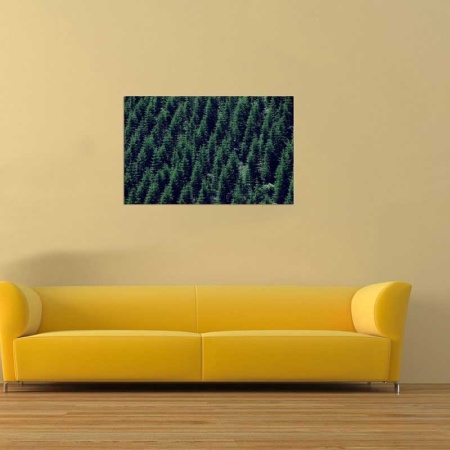 Tablou Canvas Padure