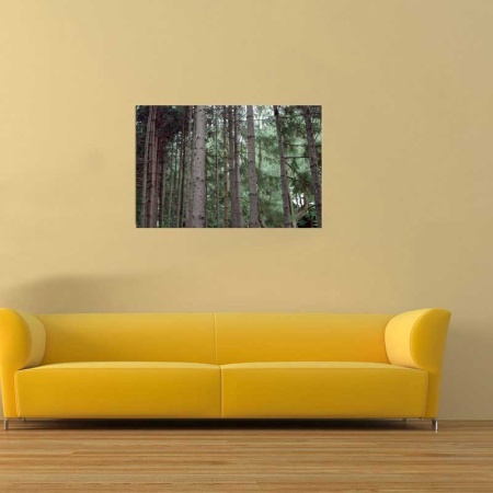 Tablou Canvas Padure