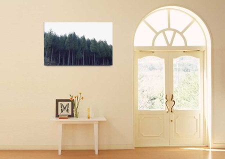 Tablou Canvas Padure