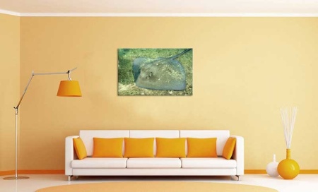 Tablou Canvas Pisica de Mare