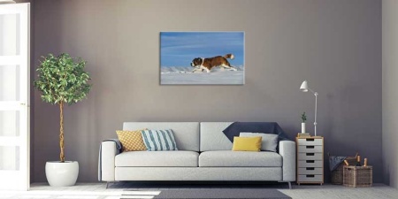 Tablou Canvas Saint-Bernard