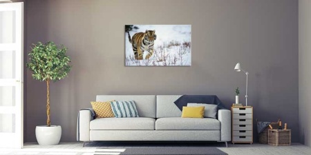 Tablou Canvas Tigru in zapada
