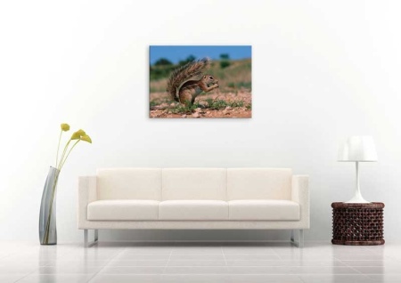 Tablou Canvas Veverita