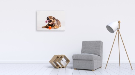 Tablou Canvas animale caine gras