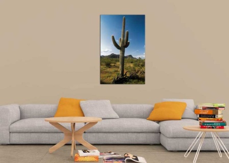 Tablou Canvas Cactus