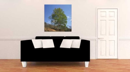Tablou Canvas Copac