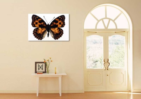 Tablou Canvas Fluturas