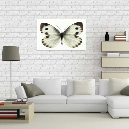 Tablou Canvas Fluturas