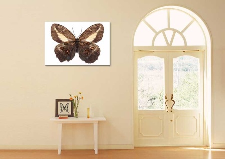 Tablou Canvas Fluturas