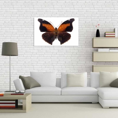 Tablou Canvas Fluturas