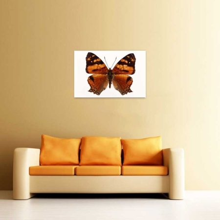 Tablou Canvas Fluturas