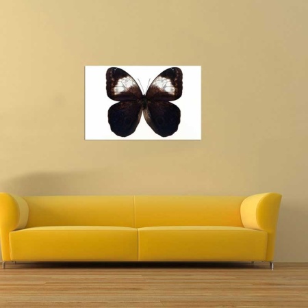 Tablou Canvas Fluturas