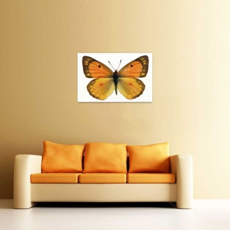 Tablou Canvas Fluturas