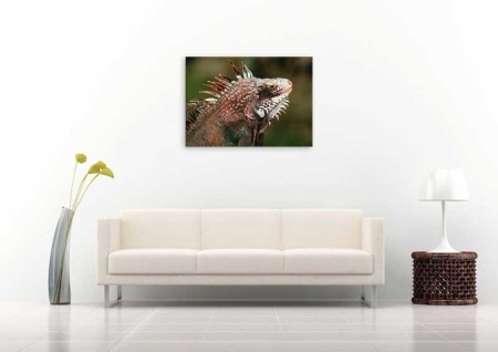 Tablou Canvas Iguana
