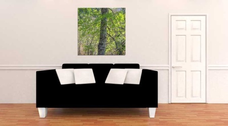 Tablou Canvas Padure