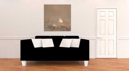 Tablou Canvas Pui de Pescarus