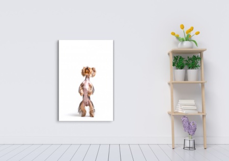 Tablou Canvas animale caine de circ