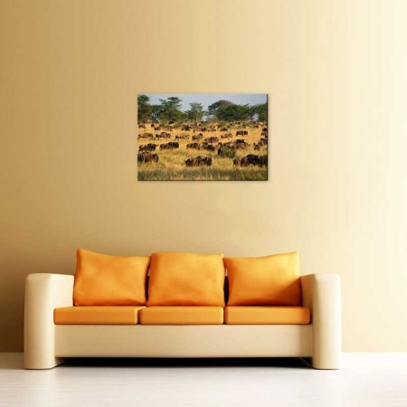 Tablou Canvas Bizoni