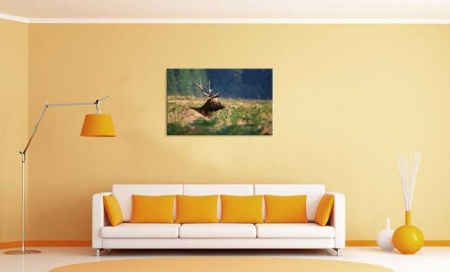 Tablou Canvas Cerb