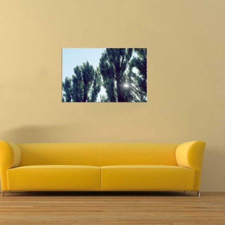 Tablou Canvas Copaci