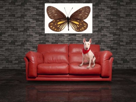 Tablou Canvas Fluturas