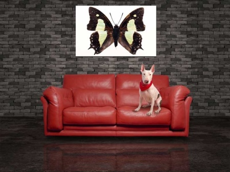 Tablou Canvas Fluturas
