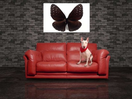 Tablou Canvas Fluturas