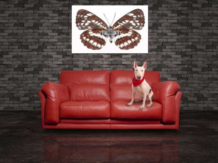 Tablou Canvas Fluturas