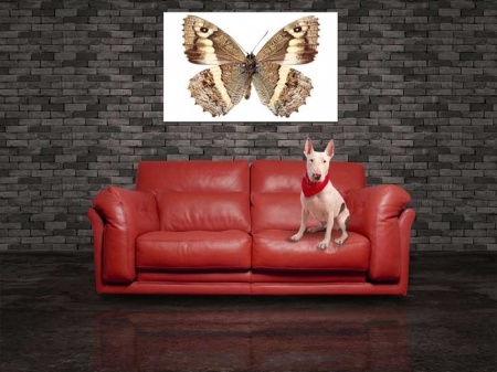 Tablou Canvas Fluturas