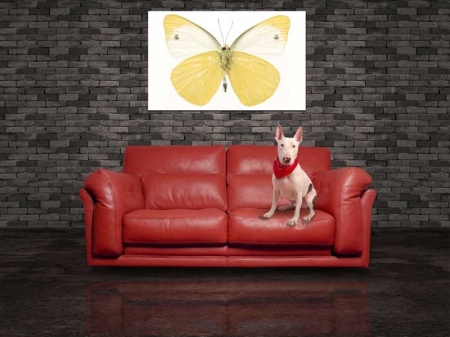Tablou Canvas Fluturas